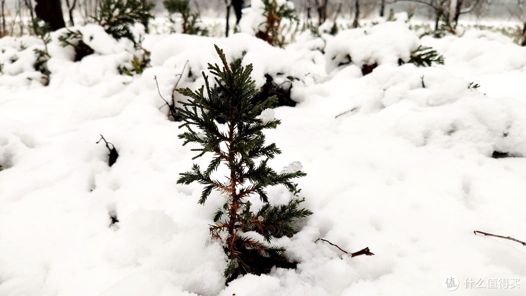 米9记录——2020年的第一场雪