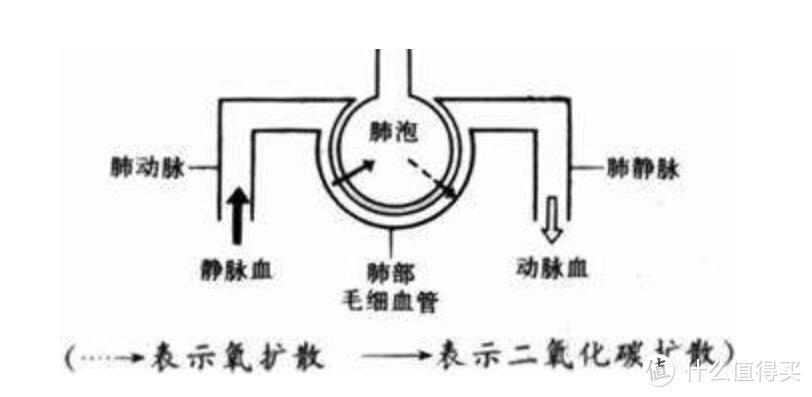 学会呼吸有多重要？——运动高效了，精神饱满了，颜值止损了······