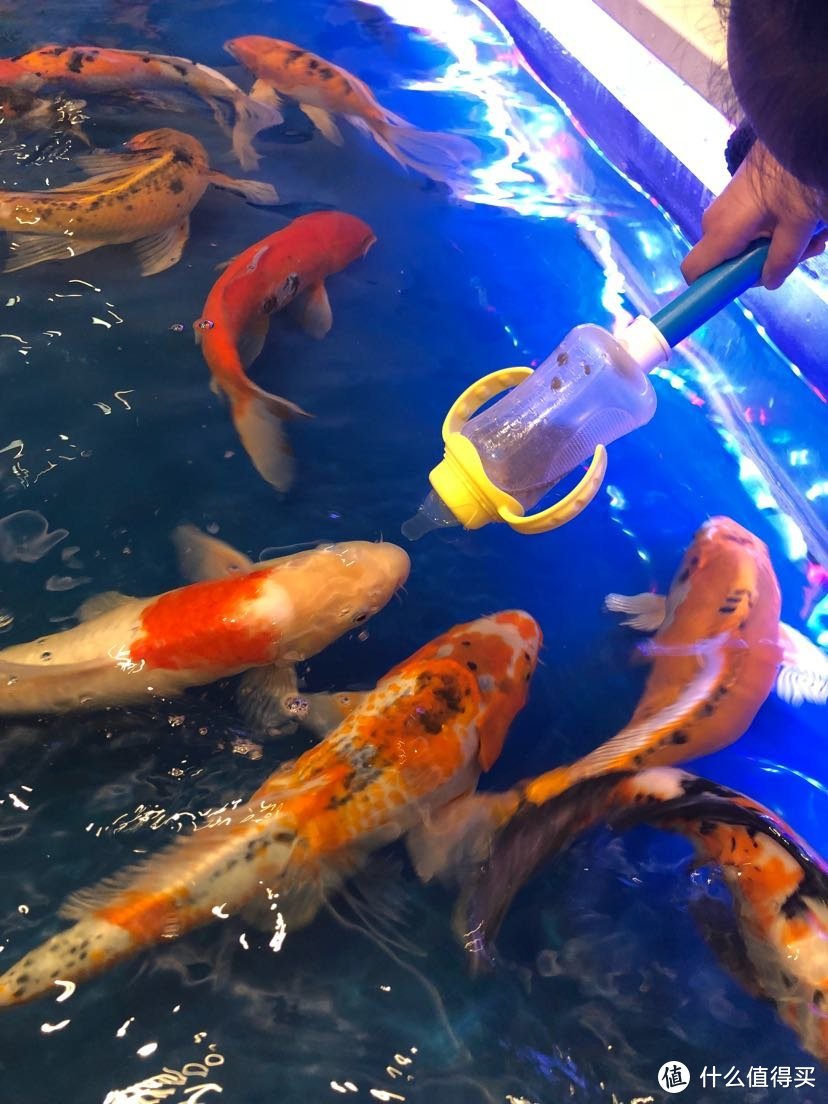 新奇喂鱼方式（用婴儿奶瓶喂大鲤鱼）透明玻璃钢水上玩具海洋喂奶鱼和吃奶鱼