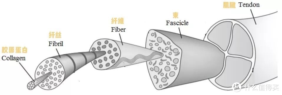 为什么一定要拉伸？反正不是瘦腿...