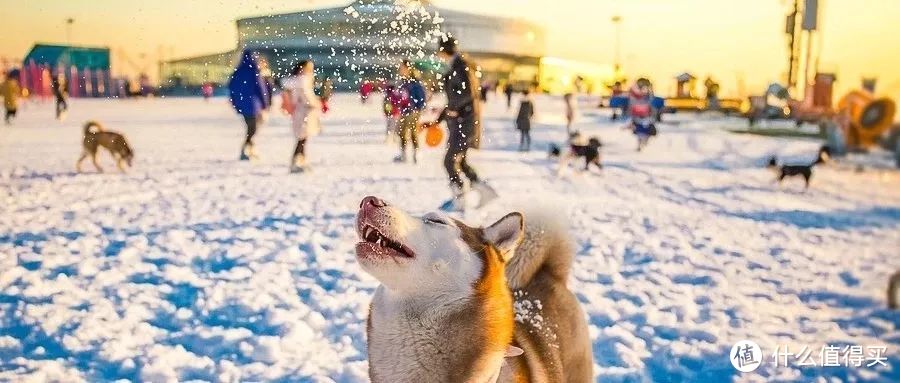 想好假期去哪儿玩了吗？帮大家整理了江浙沪周边的滑雪胜地，让你只花个零头就能承包你的冬季限定玩雪快乐！