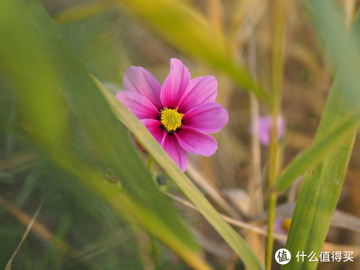 期待已久的更新 LEICA DG SUMMILUX 25mm F1.4 II ASPH.上手玩