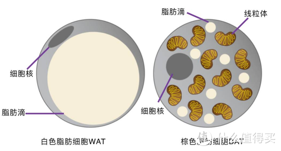 每逢佳节胖三斤？春节对抗长肉的九个建议