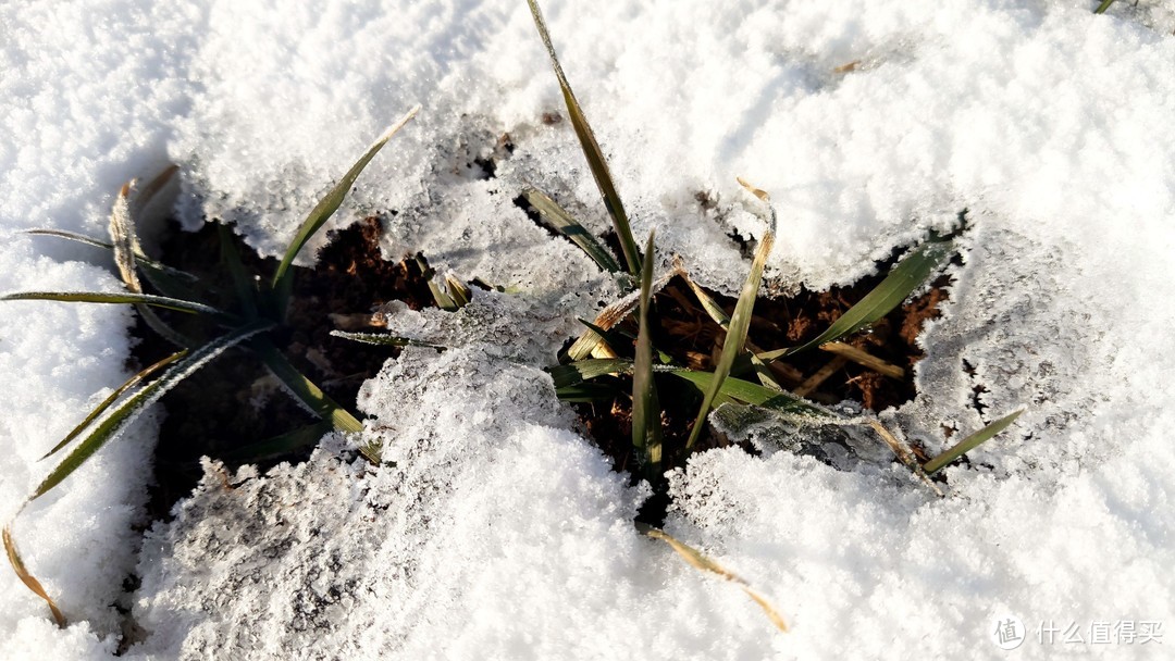 瑞雪让小麦盖上了被子丨明年必是丰收年！