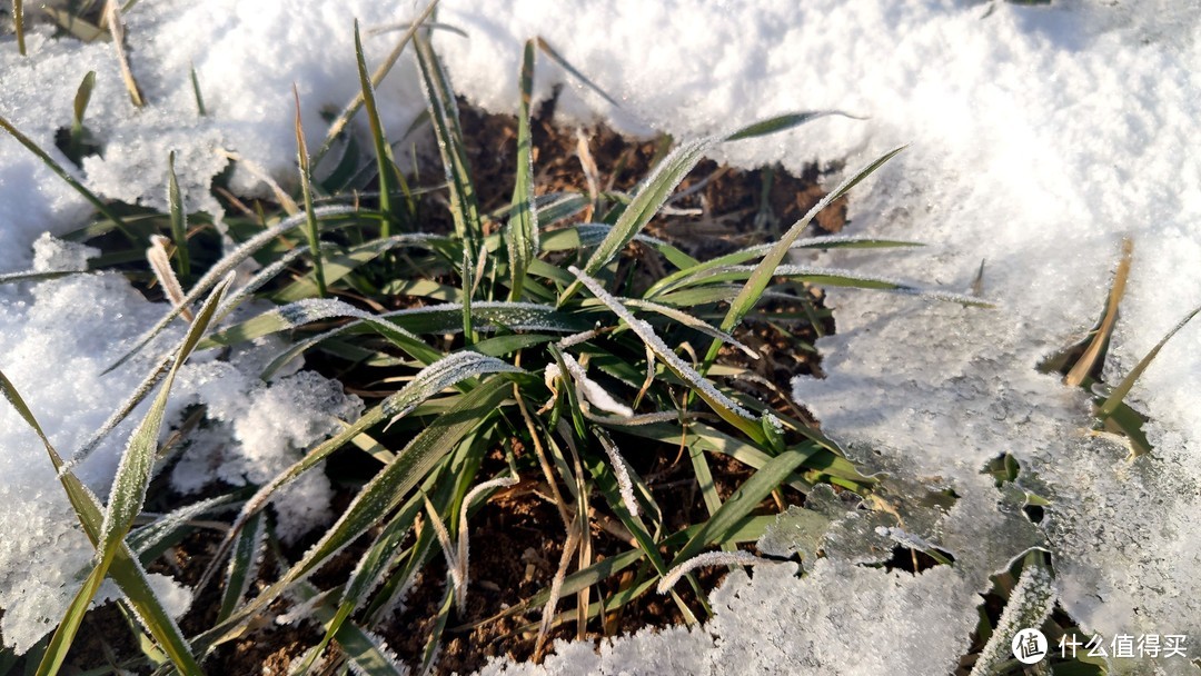 瑞雪让小麦盖上了被子丨明年必是丰收年！