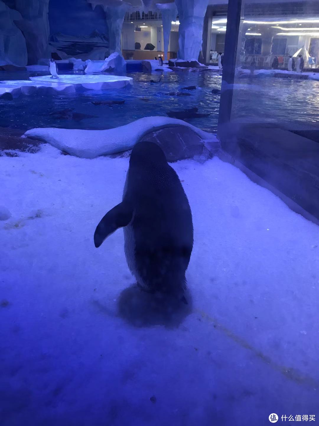 上海海昌水族馆游记~重点是最后跟网红海豹拍照的秘籍~