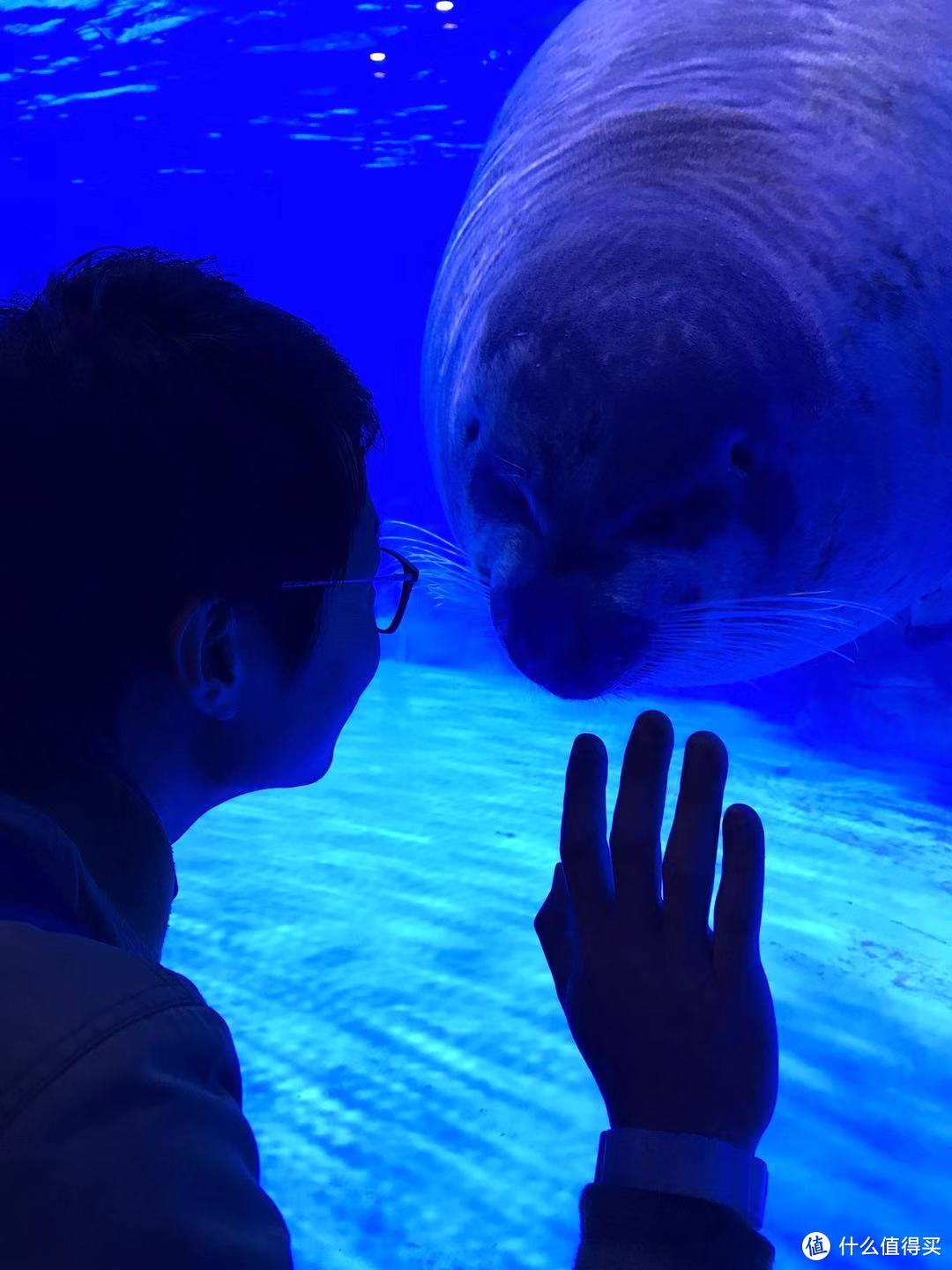 上海海昌水族馆游记~重点是最后跟网红海豹拍照的秘籍~