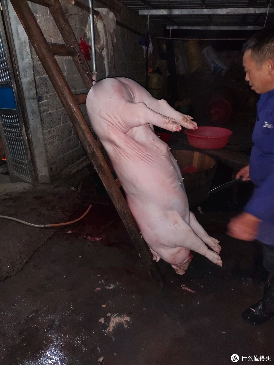 老家杀猪就是原始的方法了,直接用楼梯把猪吊起来