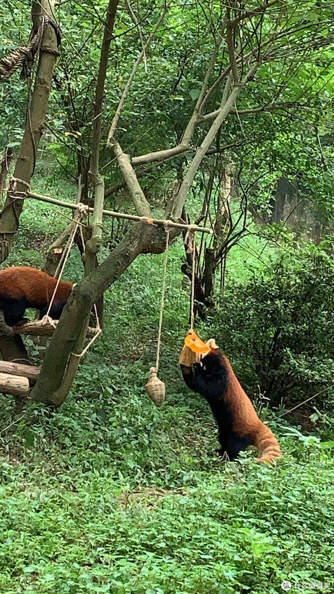 国庆渝川陕8日游-成都-熊猫基地篇