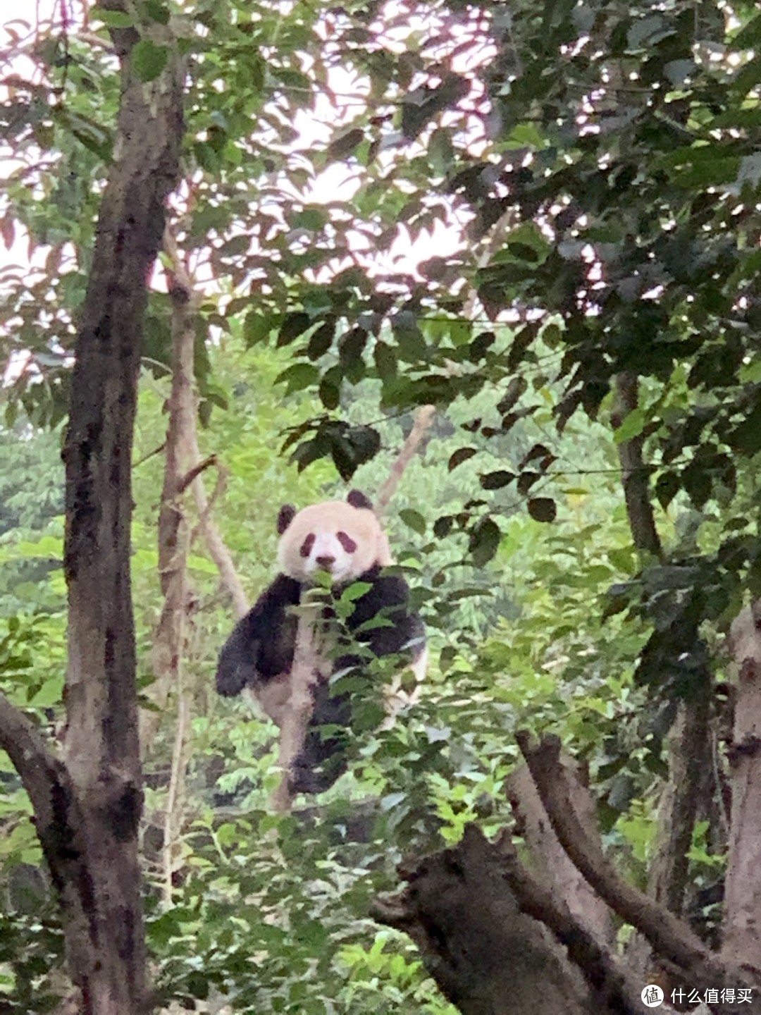 国庆渝川陕8日游-成都-熊猫基地篇