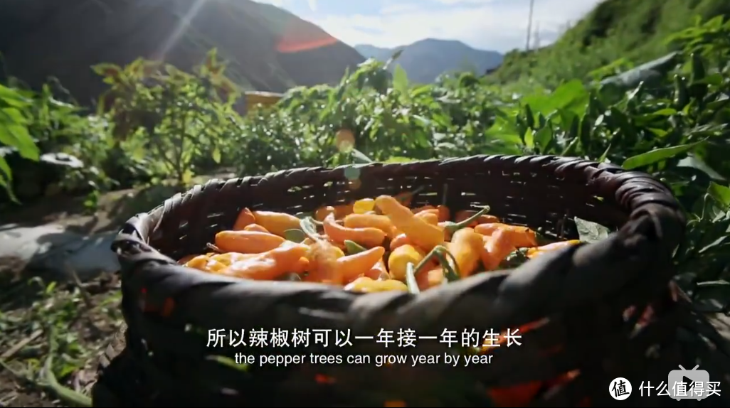 值得推荐的美食纪录片（高能预警）