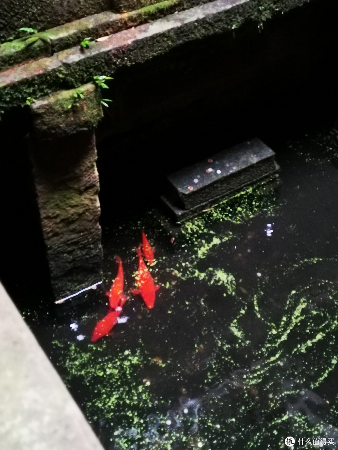 民宿天井下面是个池子，里面还养了几条鱼，自由自在，想起了王牌对王牌中的红鲤鱼与绿鲤鱼与驴那段
