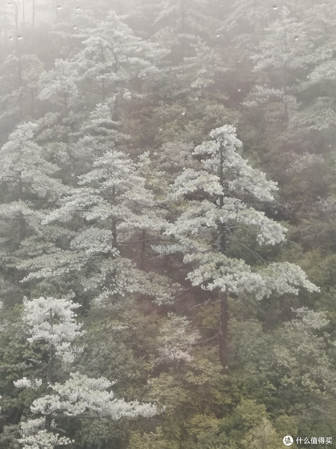 缆车刚开，就看到了雪松