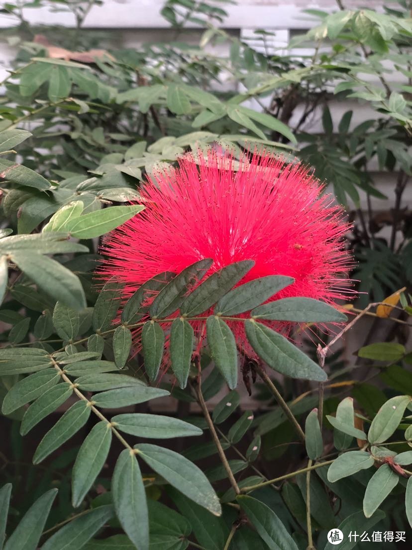 海南省海口市见闻路边的花花草草（海口市秀英区见闻录）海口本地人生活实录