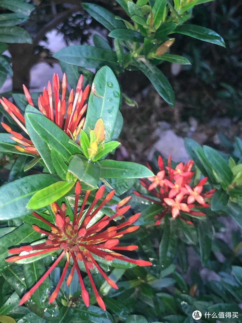 海南省海口市见闻路边的花花草草（海口市秀英区见闻录）海口本地人生活实录