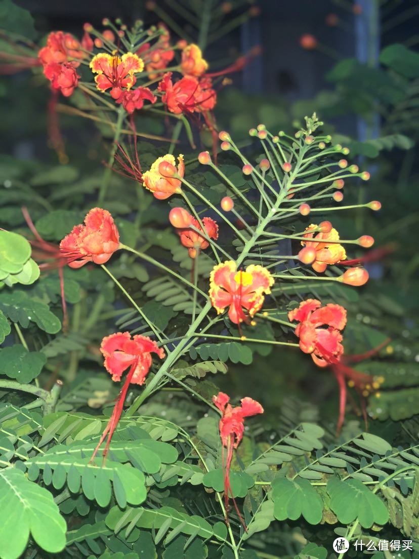 海南省海口市见闻路边的花花草草（海口市秀英区见闻录）海口本地人生活实录