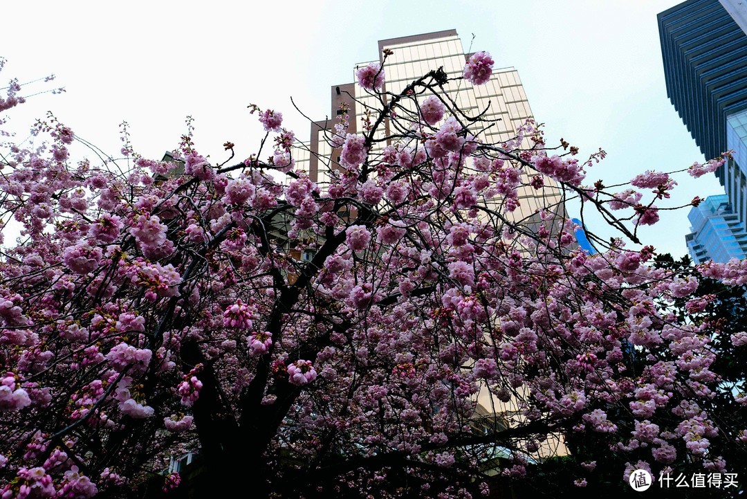 春天来了，赏樱花不去日本，带上攻略立马飞这个国家！