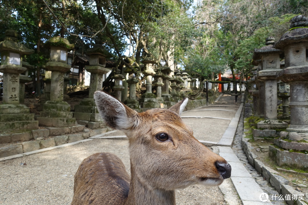 瞅你咋滴