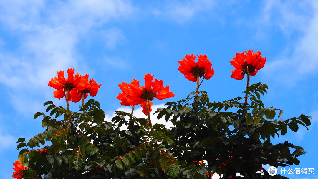 炮仗花