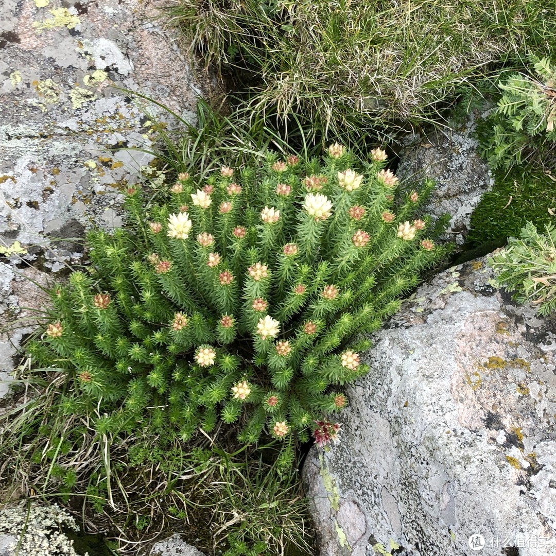 不知名的花草