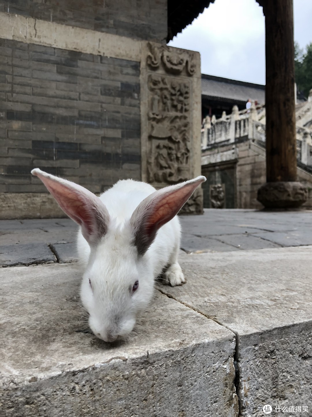 金阁寺的一只小兔子