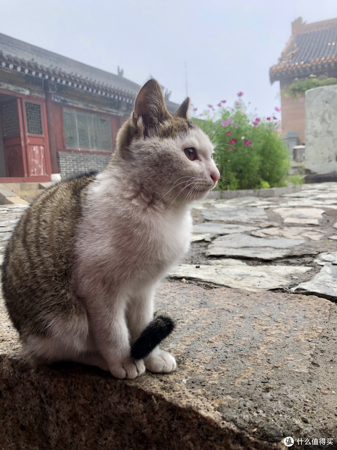 普济寺内喵星人，师傅也爱撸猫