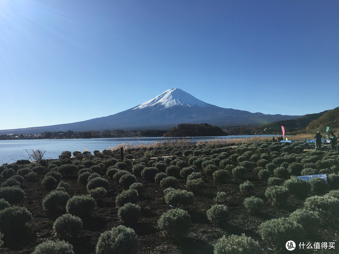 岸边著名的薰衣草花海还未绽放