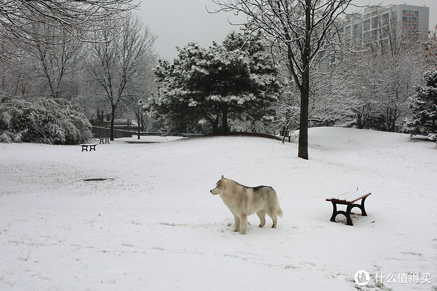 北京下雪天，偶遇宠物哈士奇