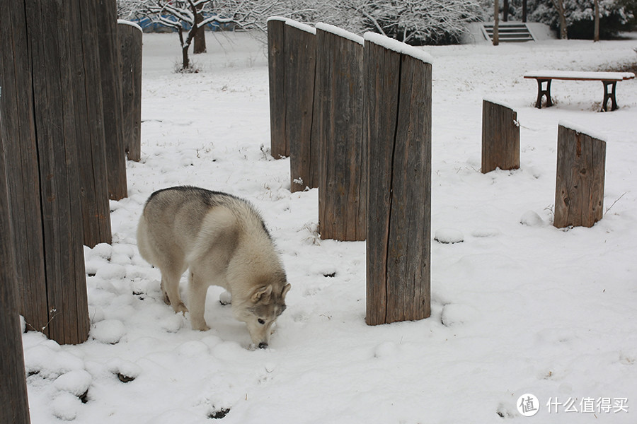 北京下雪天，偶遇宠物哈士奇