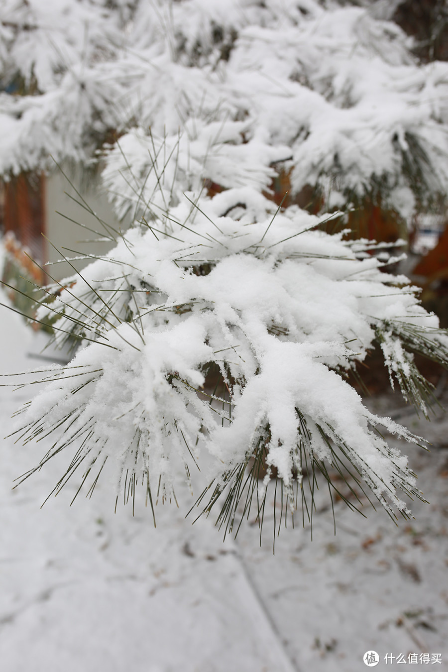 北京下雪天，偶遇宠物哈士奇