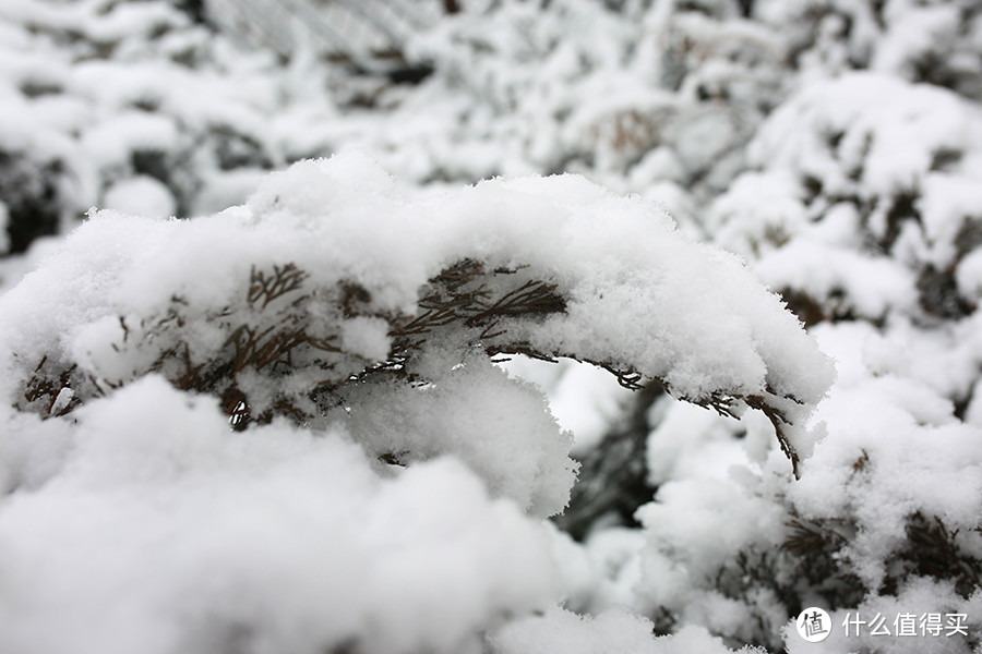 北京下雪天，偶遇宠物哈士奇