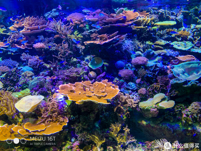 买口罩攻略+名古屋水族馆/乐高乐园游玩