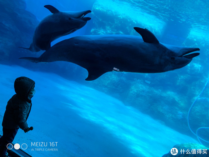 买口罩攻略+名古屋水族馆/乐高乐园游玩