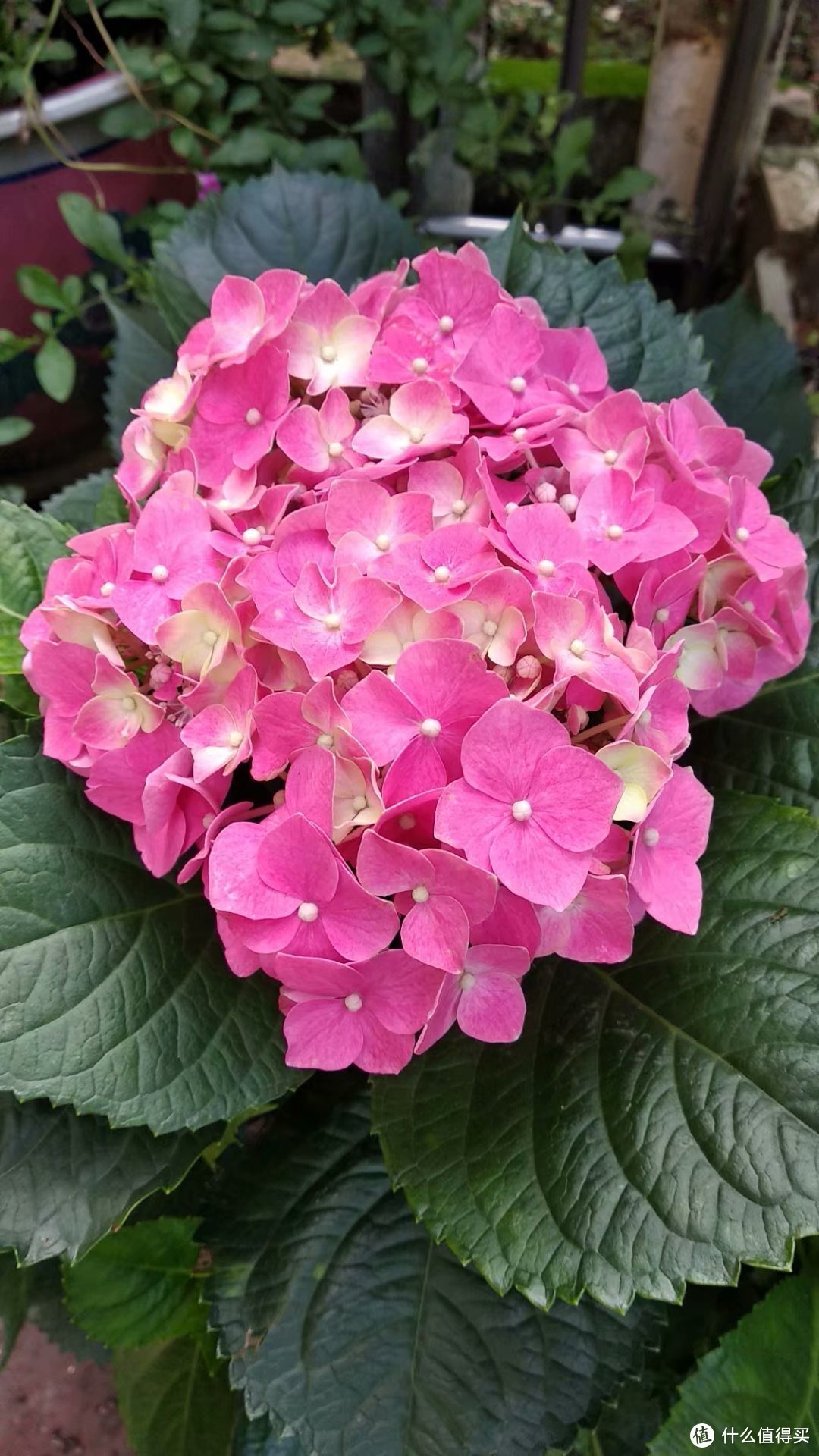 闲来无事晒花草，和爱花的值友分享一下院子里面的花草(本文是家里女领导写的，不能不发，请轻拍)