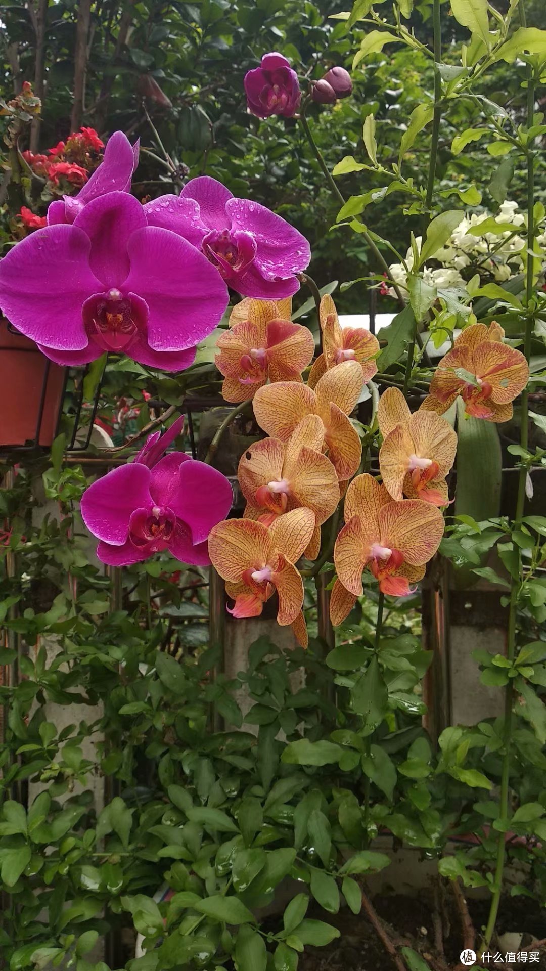 闲来无事晒花草，和爱花的值友分享一下院子里面的花草(本文是家里女领导写的，不能不发，请轻拍)