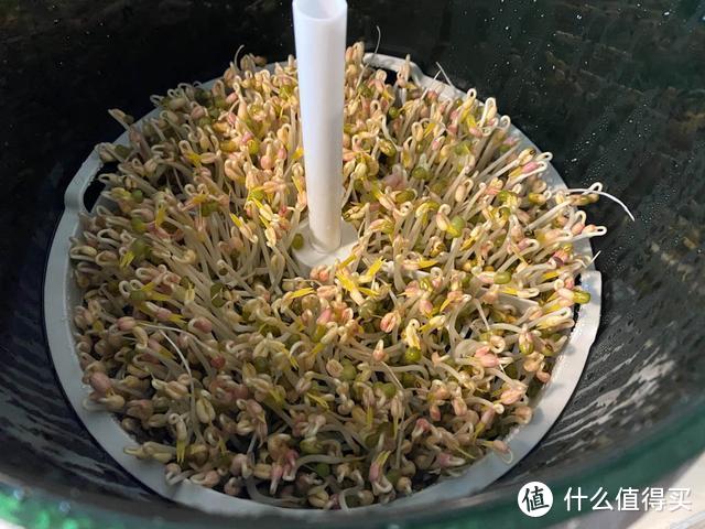 宅家自己种菜吃，这个小电器帮你忙