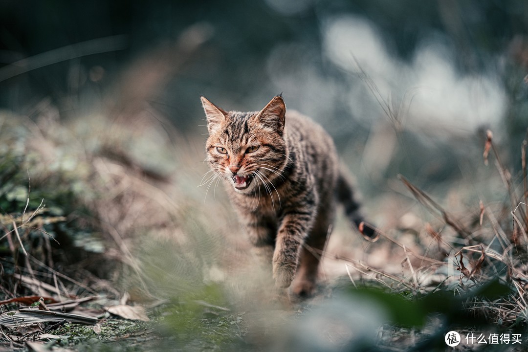 佛荫寺、猫和时间符号~隐藏建文帝秘密的千年寺庙