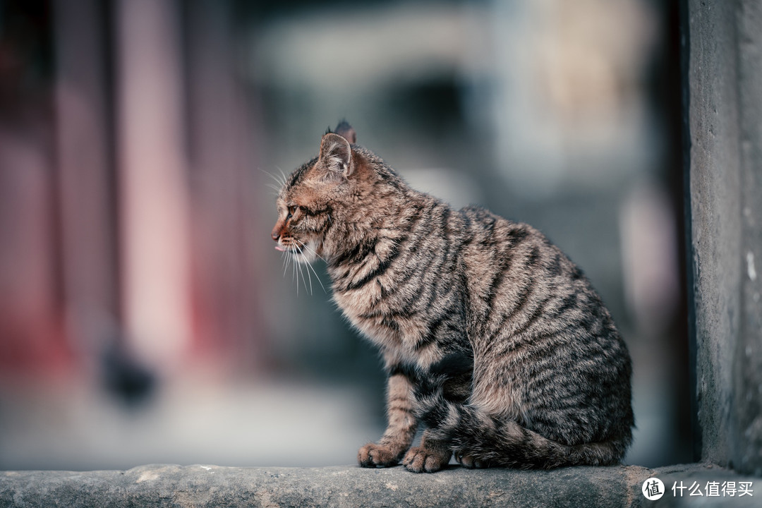 佛荫寺、猫和时间符号~隐藏建文帝秘密的千年寺庙