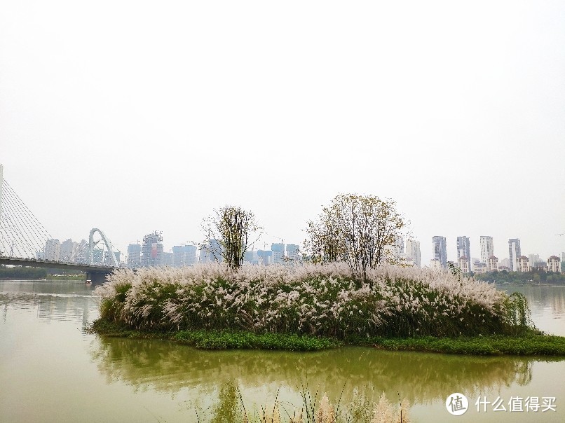 几处蒹葭连岸白——汉中网红芦苇荡游记