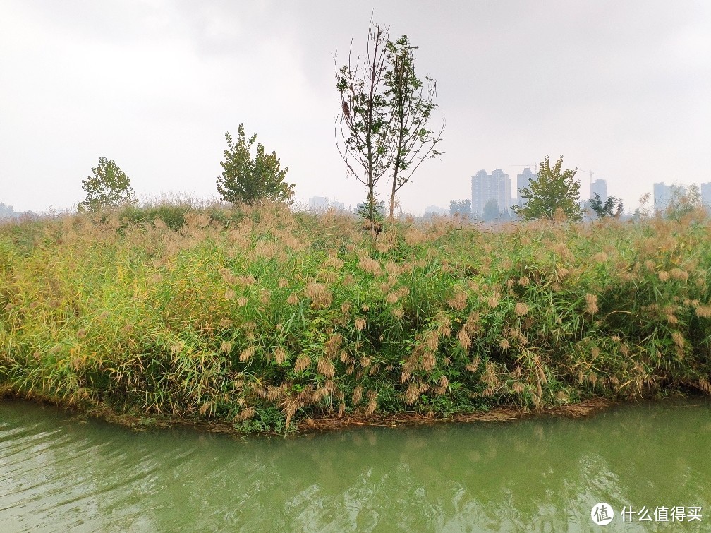 几处蒹葭连岸白——汉中网红芦苇荡游记