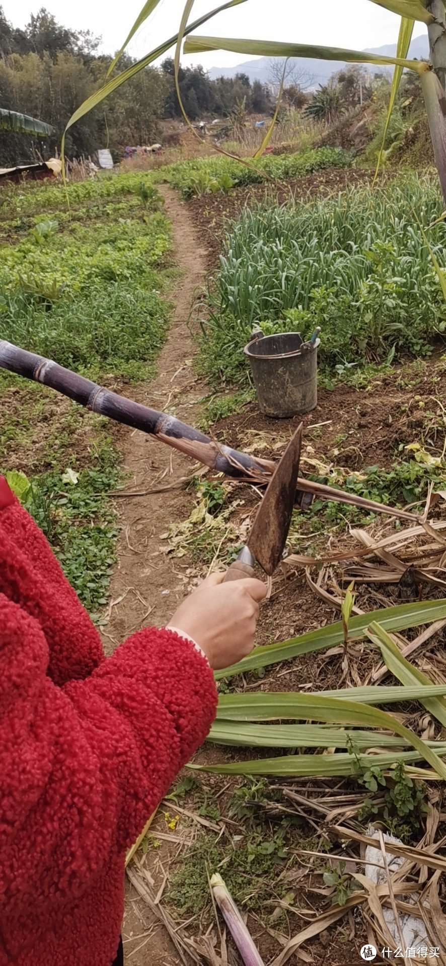  肺炎疫情下 一个十八线商家的田园生活