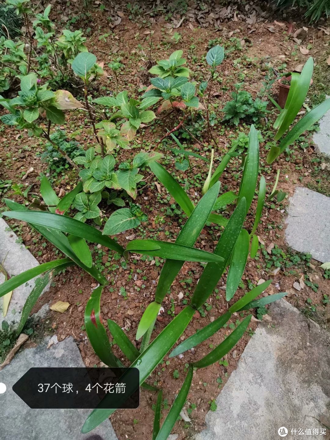 这个东西种土里，没有开花的时候，豪不起眼，不存在多少给偷给拔的机会