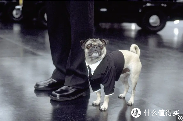 不知道现在很流行的狗狗衣服的灵感是不是来自于《黑衣人2》