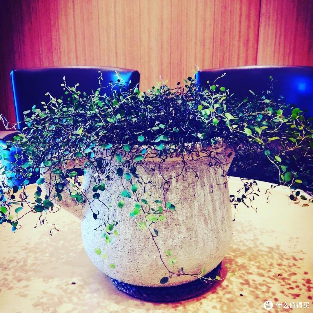 家居植物不好养？不存在的，这几种植物便宜又好养！