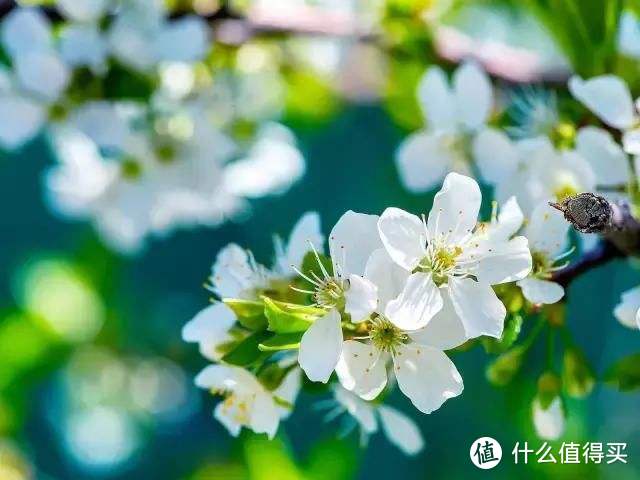 春天过后，一起去赏花把