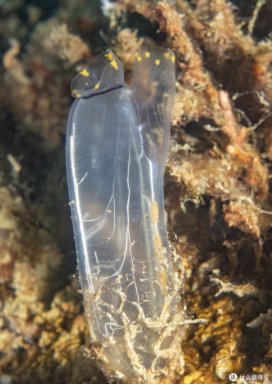 宅家学技能！海岛潜水时水下照片怎么拍？老纪的水下摄影中级教程，教你制霸朋友圈！