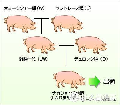 三元豚杂交图谱