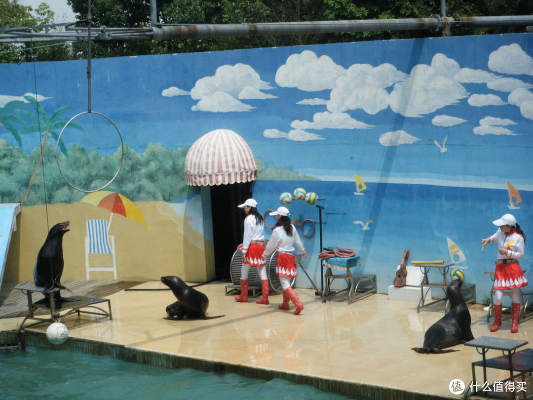 上海野生动物园游记→看小浣熊，看长颈鹿，看黄老虎，看白老虎，看大小熊猫
