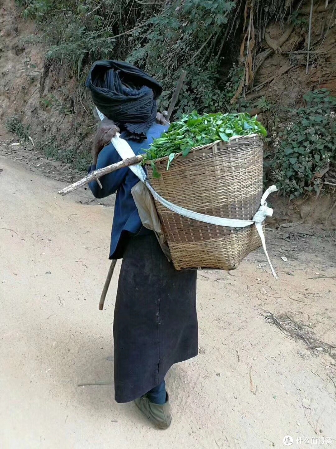 老奶奶采茶背去卖给当地初制所；并不是所有茶产区的农民都有钱，绝大多数都是欠发达地区，即茶青原材料价格低，产区还没有名气。年轻人多出去务工，采摘由老年人和妇女甚至孩子来完成，所得也只能补贴家用，好在茶树本身天生天养，实在是山高路远也无法灌溉施肥。