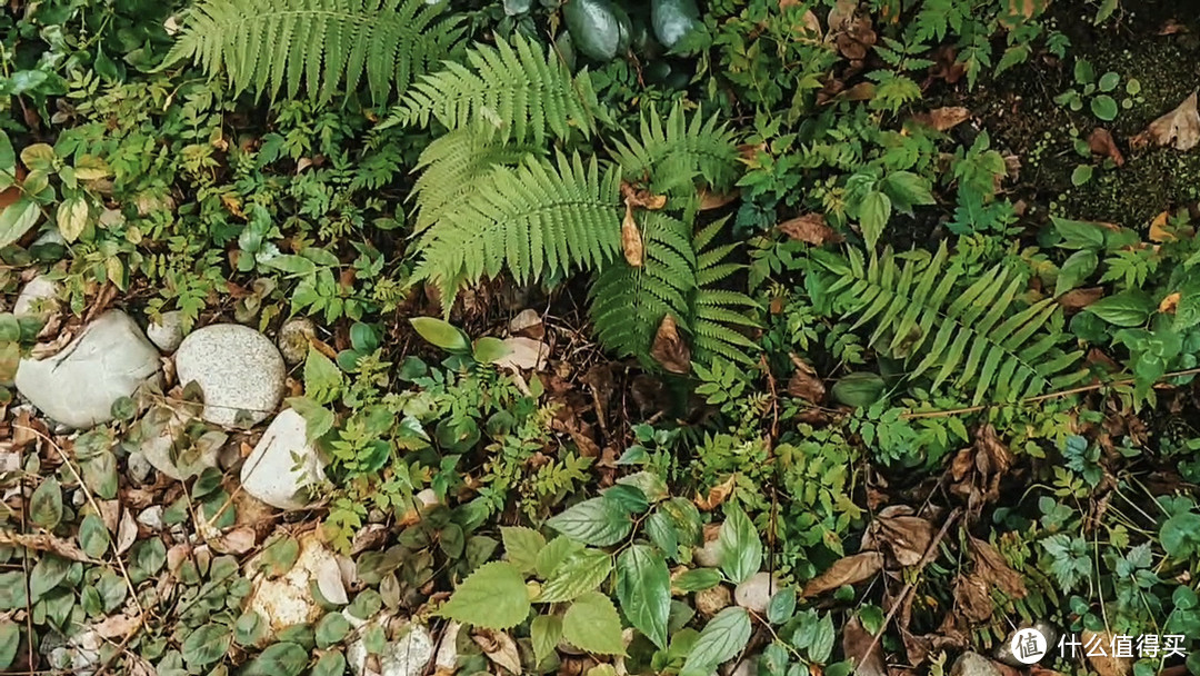 花园原生的蕨类